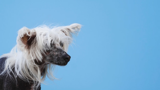 Portrait of chinese crested dog with blue copy space background