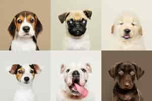 Free photo portrait collection of adorable puppies