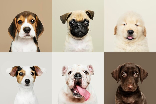 Portrait collection of adorable puppies