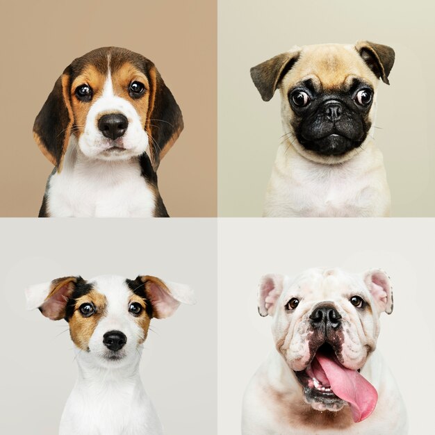 Portrait collection of adorable puppies