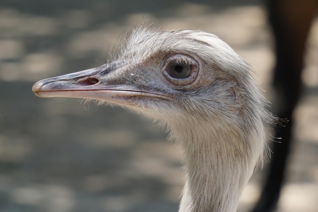 Portrait of a common ostrich