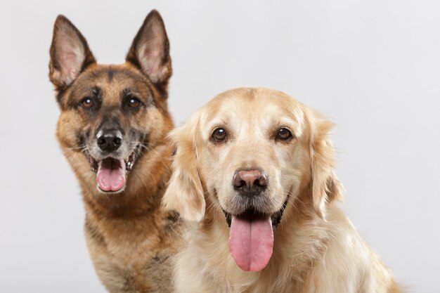 Portrait of a couple of expressive dogs, a german shepherd dog and a golden retriever dog against white background