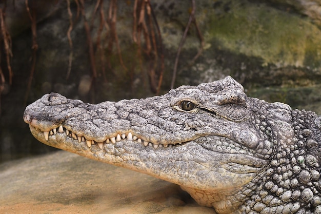 Portrait of a crocodile