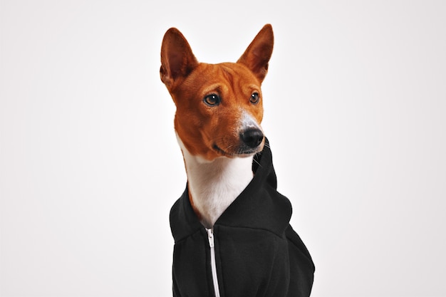 Portrait of curiously looking brown and white basenji dog in black zippered hoodie