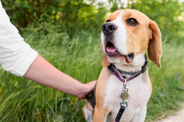 Portrait of cute beagle enjoying walk in the park