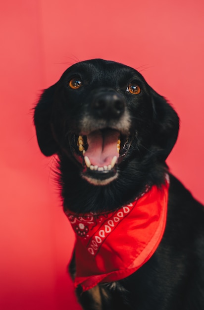 Free photo portrait of a cute black dog with a red bandana wrapped around the neck on a bright red wall