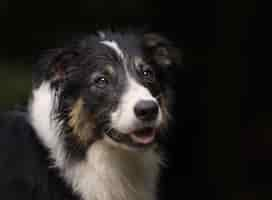 Foto gratuita ritratto di un simpatico border collie cane di razza sul nero