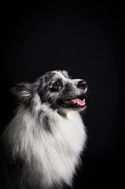 Portrait of cute border collie dog