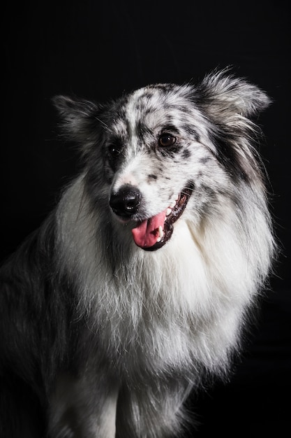 Portrait of cute border collie dog