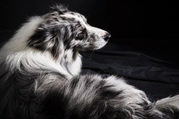 Portrait of cute border collie dog