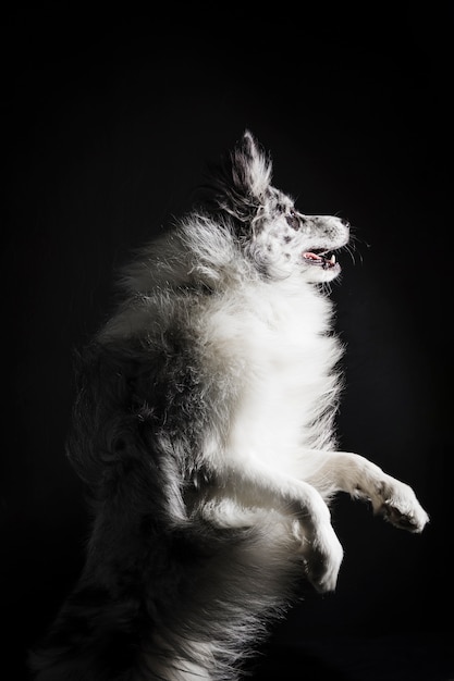 かわいいボーダーコリー犬の肖像画