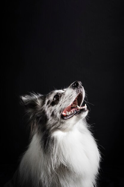 かわいいボーダーコリー犬の肖像画