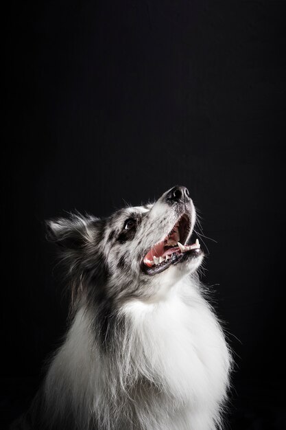 Portrait of cute border collie dog