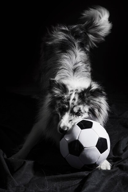 Portrait of cute border collie dog