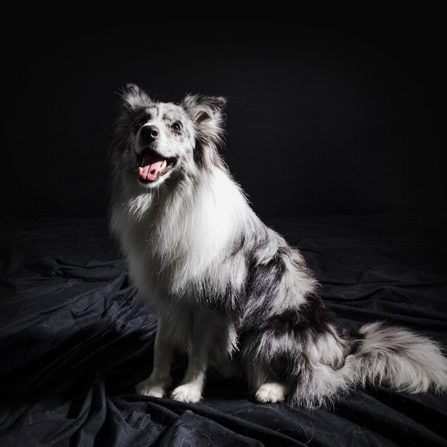 Portrait of cute border collie dog