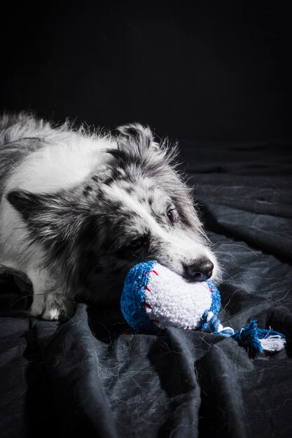 Portrait of cute border collie dog