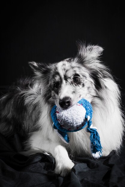 Portrait of cute border collie dog