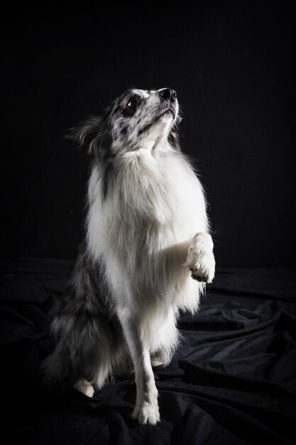 Portrait of cute border collie dog