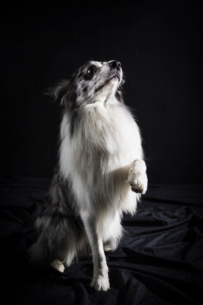 귀여운 보더 콜 리 강아지의 초상화