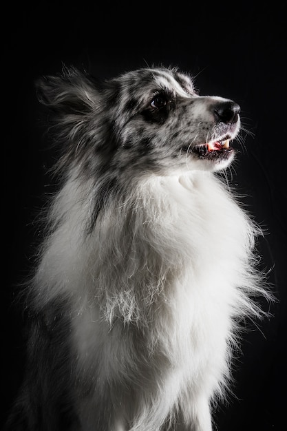 Portrait of cute border collie dog