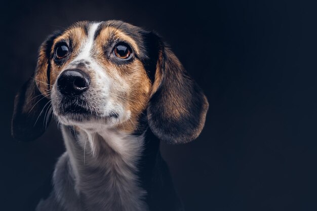 Portrait of a cute breed dog on a dark background in studio.