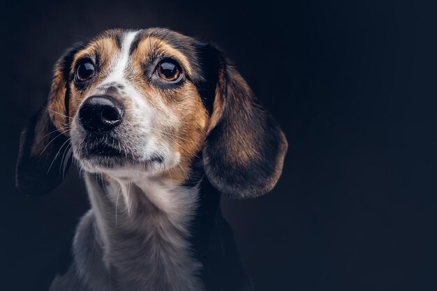 スタジオで暗い背景にかわいい犬種の犬の肖像画。