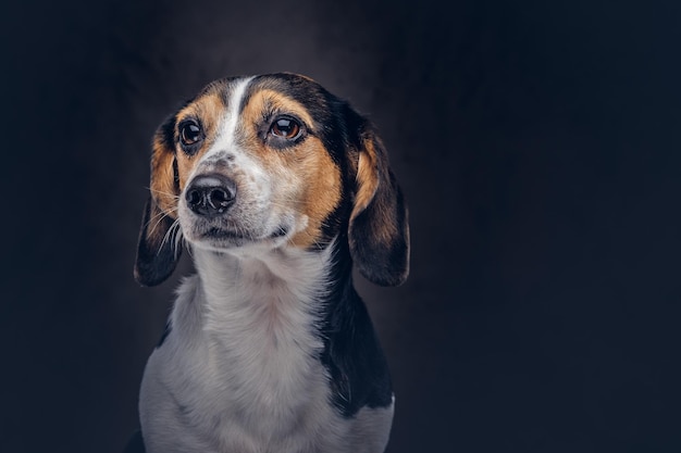 Portrait of a cute breed dog on a dark background in studio.