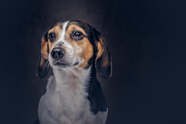 Portrait of a cute breed dog on a dark background in studio.