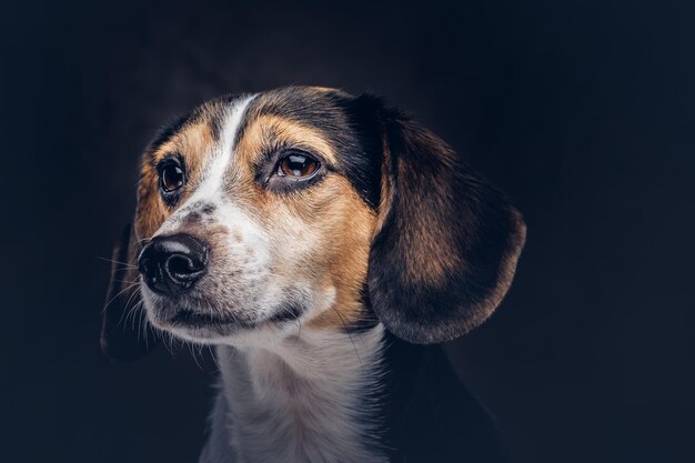 Portrait of a cute breed dog on a dark background in studio.