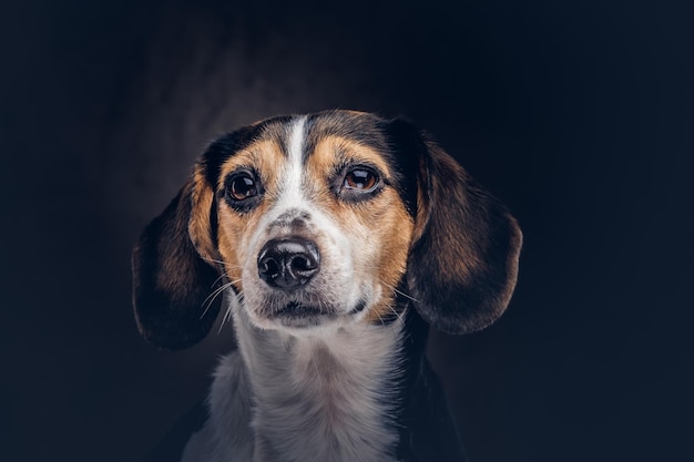 Portrait of a cute breed dog on a dark background in studio.