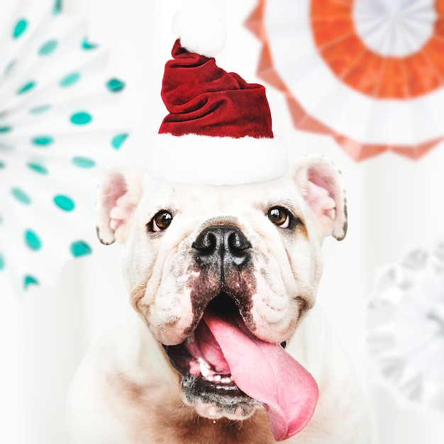 Foto gratuita ritratto di un simpatico cucciolo di bulldog che indossa un cappello di babbo natale