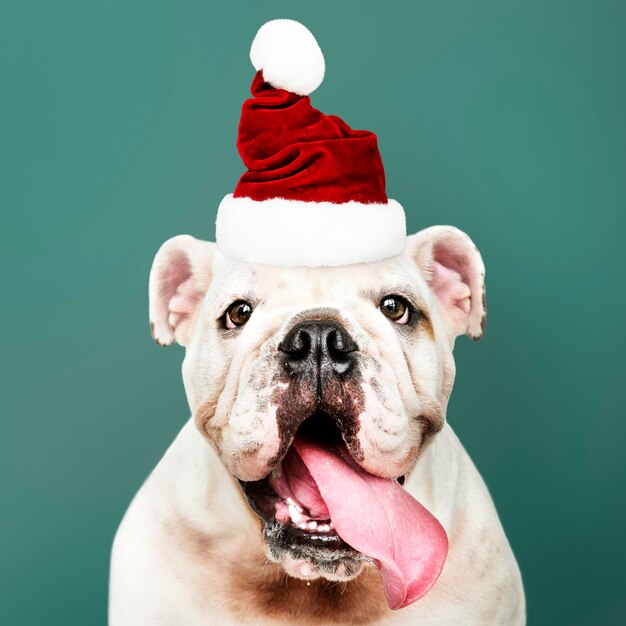 Портрет милый бульдог щенка в шляпе Санта