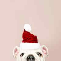 Foto gratuita ritratto di un simpatico cucciolo di bulldog che indossa un cappello di babbo natale