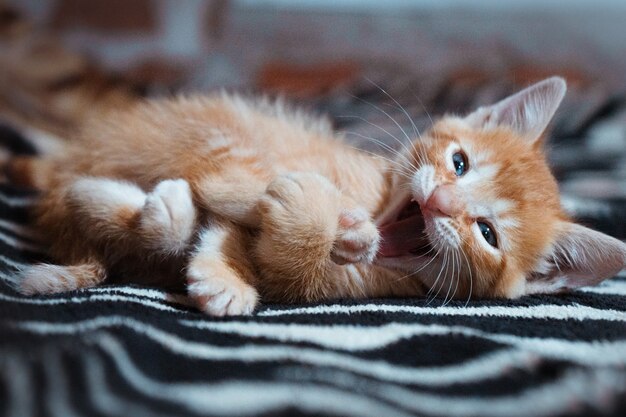 Portrait of a cute cat with blue eyes lying on the blanket with an open mouth