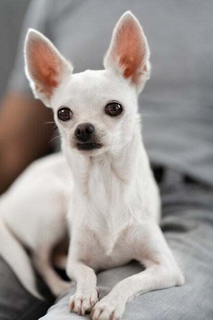 Portrait of cute chihuahua dog