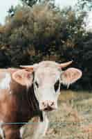 Free photo portrait of a cute cow with horns standing in the green field on the background of trees