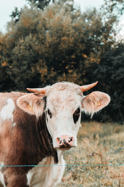 Portrait of a cute cow with horns standing in the green field on the background of trees