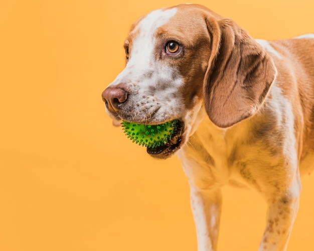 Portrait of cute dog holding a rubber ball