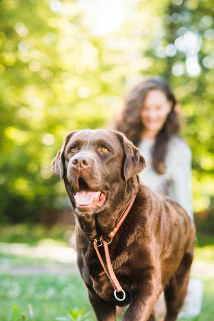 Portrait of a cute dog in park