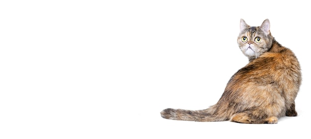 귀여운 솜털 고양이의 초상화