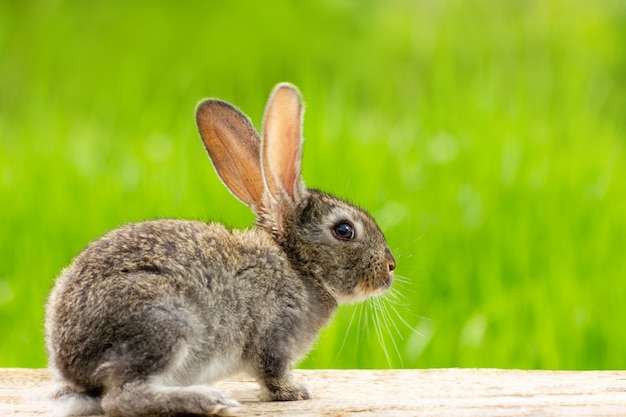 Portrait of a cute fluffy gray rabbit with ears on a natural green grass