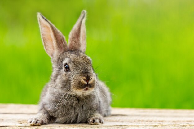 자연 녹색에 귀를 가진 귀여운 솜털 회색 토끼의 초상화