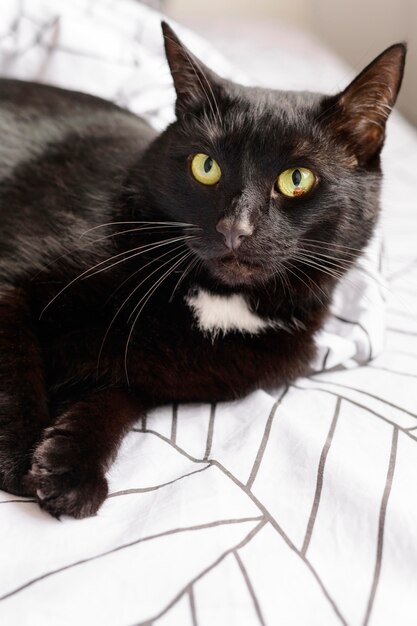 Portrait of cute furry kitten at home