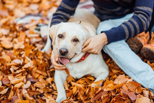 Foto gratuita il ritratto del labrador dorato carino si siede nel parco autunnale con il suo proprietario