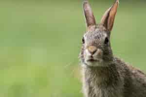 Free photo portrait of a cute gray bunny