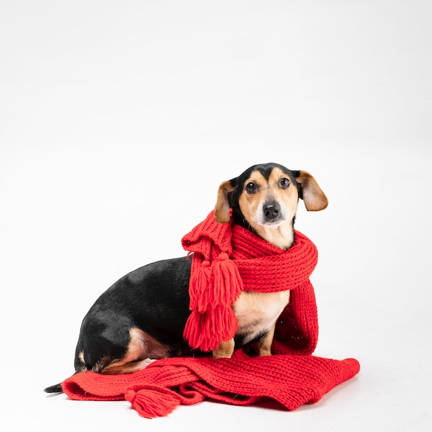 Portrait of cute little dog covered with scarf