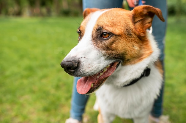 Portrait of cute little dog enjoying walk in the park