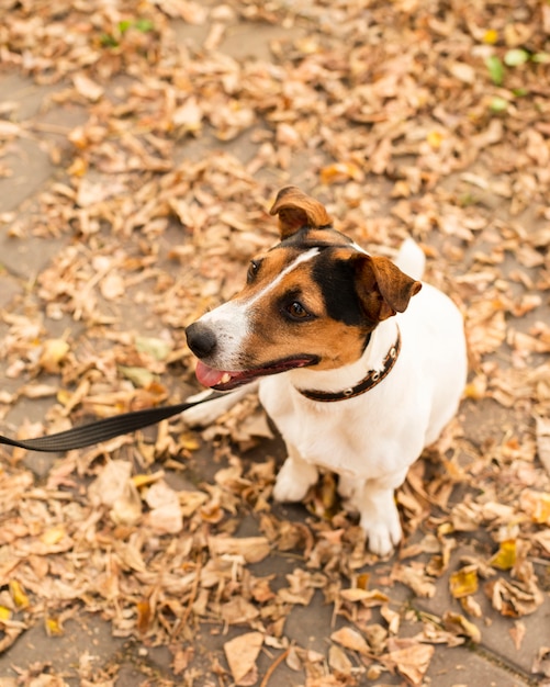 屋外のかわいい小さな犬の肖像画