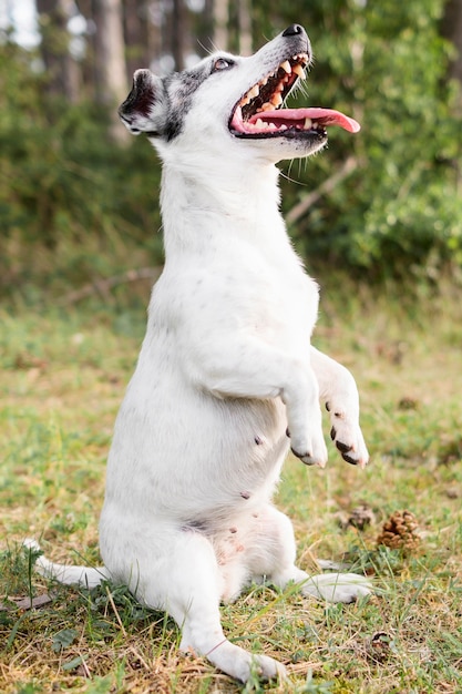 Portrait of cute little dog playing in the park