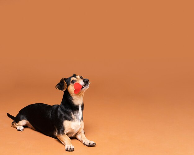 Портрет милая маленькая собака с копией пространства